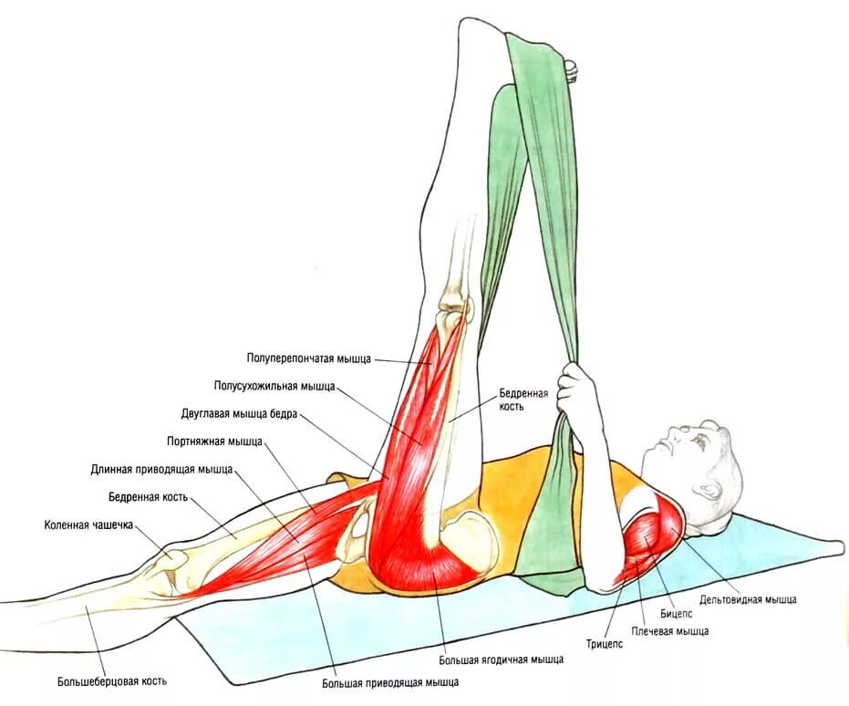 Насколько растягивается. Растяжка четырехглавой мышцы. Растяжка длинной малоберцовой мышцы. Мышцы сгибатели тазобедренного сустава. Мышцы разгибатели коленного сустава.