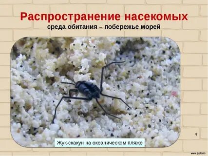 Распространение насекомых