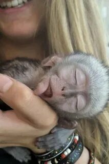 Baby monkey videos