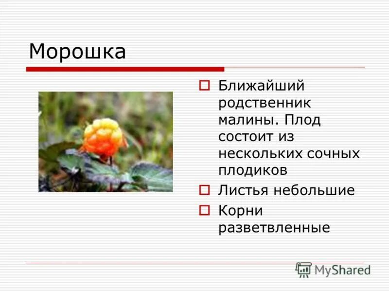 Растения тундры 4 класс сообщение. Растения тундры морошка. морошка ягода. информация о морошке. морошка слайд.