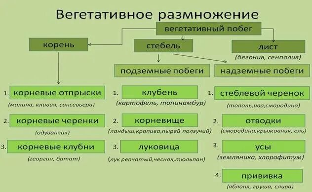 Заполнить таблицу вегетативное размножение. Способы вегетативного размножения покрытосеменных растений таблица. Схема вегетативное размножение покрытосеменных растений 6 класс. Таблица таблица вегетативного размножения. Формы вегетативного размножения растений таблица с примерами.