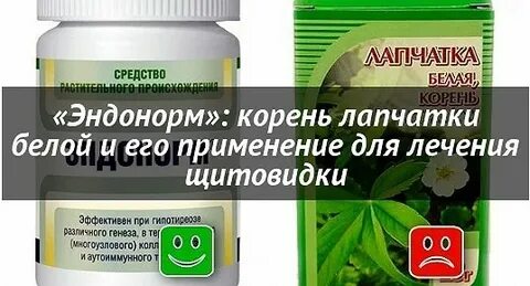 Лапчатка щитовидная железа