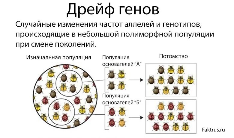 Дрейф генов. Дрейф генов схема. Дрейф генов в популяции. Причины дрейфа генов.