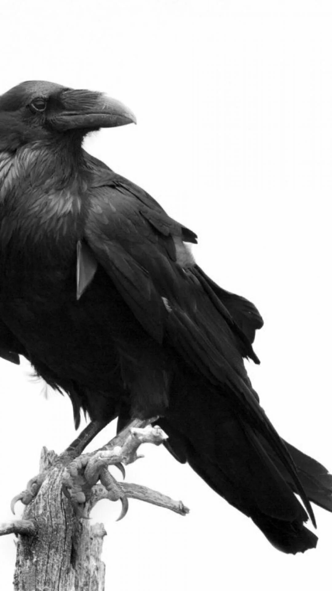 Ворона. Мудрость ворона. Мудрый ворон. Ворон corvus corax. Мудрая ворона.