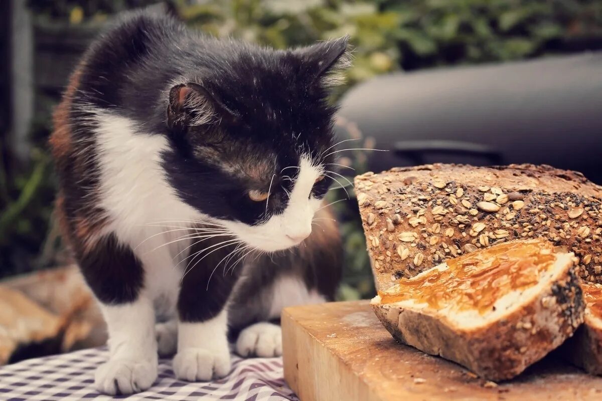 Можно кормить черным хлебом. Кошка хлеб. Котенок в хлебе. Кошка ест хлеб. Кот Хлебушек.