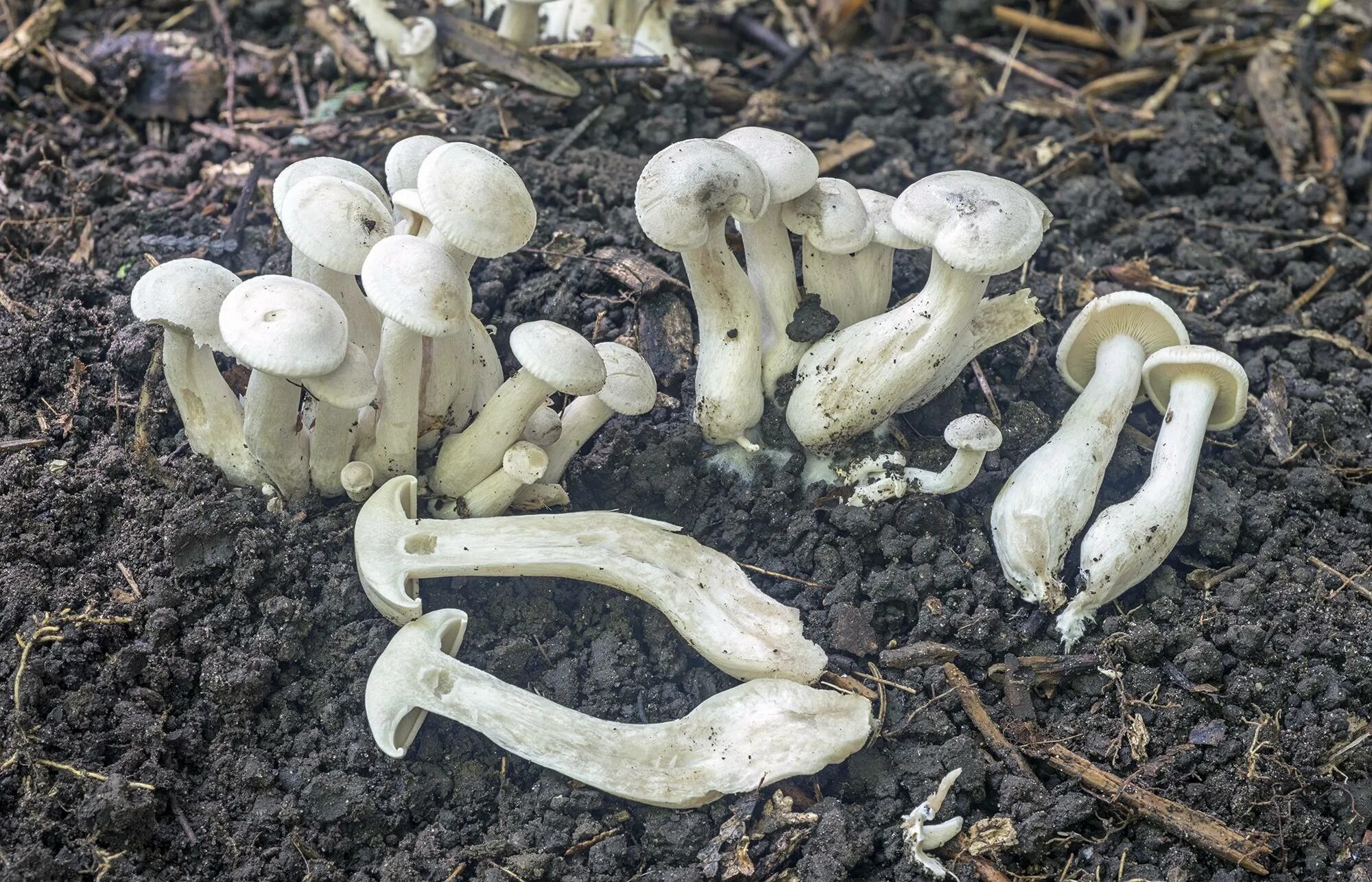 Leucocybe connata. Рядовка сросшаяся Leucocybe connata. Рядовка сросшаяся Lyophyllum connatum. Рядовка горбатая.