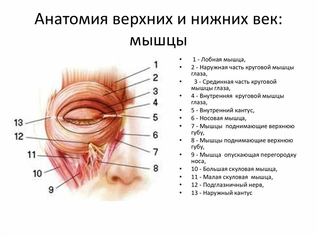 Верхние веки мышцы. Строение орбитальной области жиры мышцы крепления связки. мышца поднимающая верхнее веко анатомия. мышца поднимающая верхнее веко функция. мышцы окружающие глазную щель анатомия.