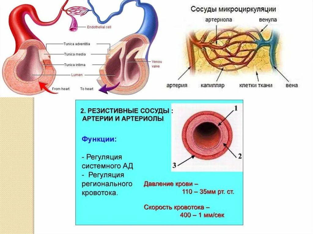 Кис сосуда