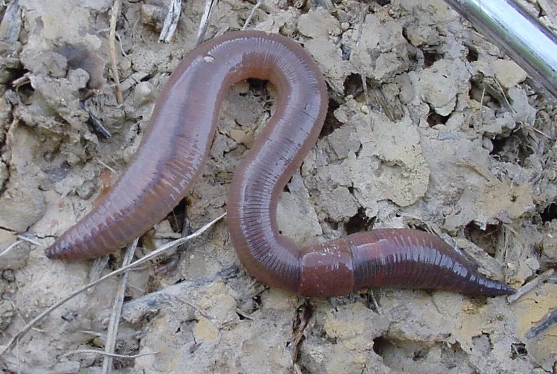 Про дождевого червя. Червь Земляной (Lumbricus terrestris). Дождевой червь и трубочник. Выползок малый – Lumbricus rubellus.