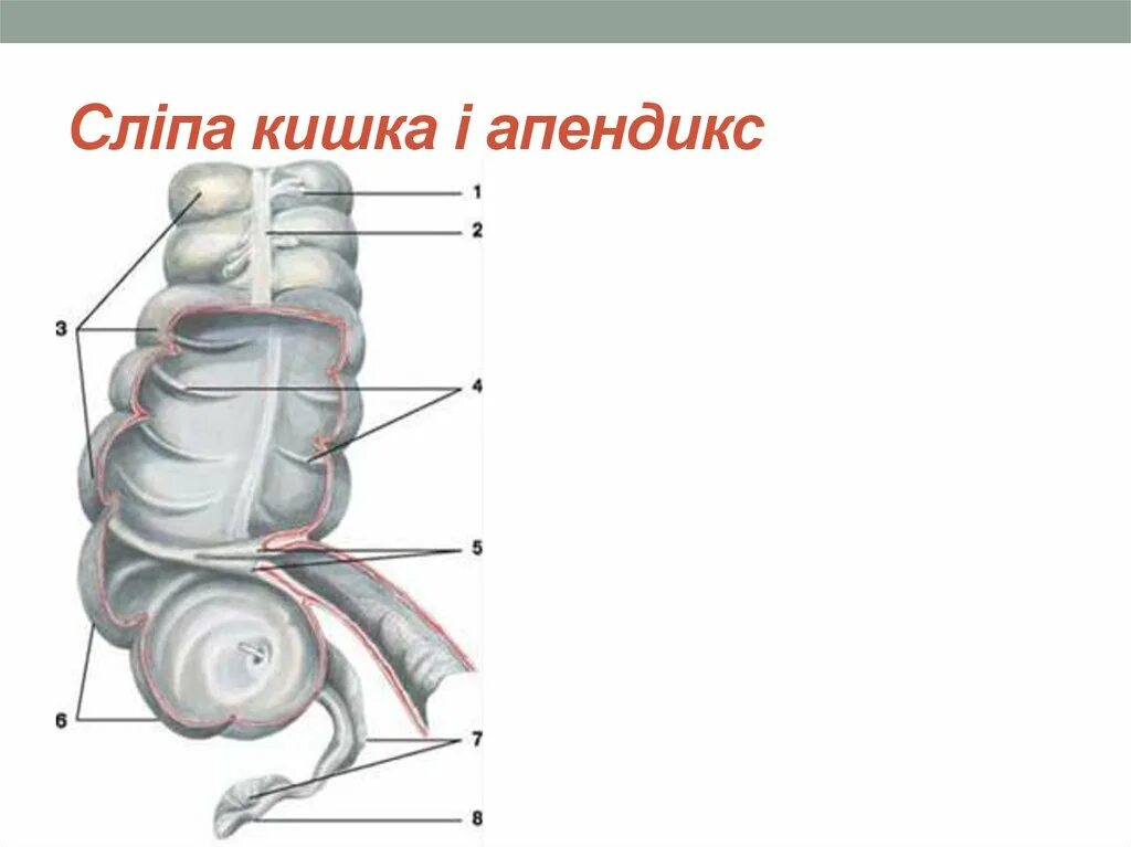 Слепая кишка форум. Слепая кишка с аппендиксом. Анатомия человека аппендикс. Подвижная слепая кишка.