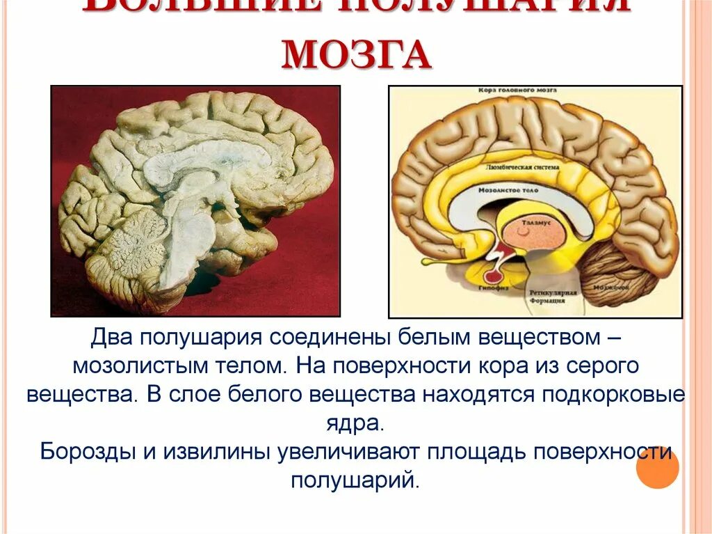 Строение головного мозга. Конспект по головному мозгу. Функции головного мозга. Большие полушария головного мозга.