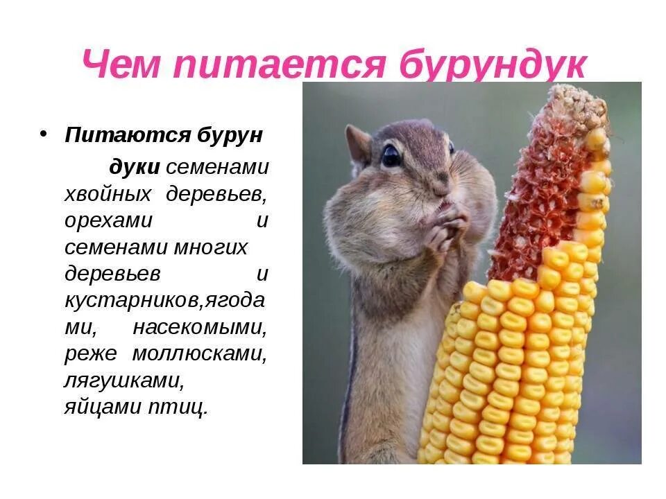 Животные как питаются и живут. Питание животных 5 класс биология. Лиса кушает. Хищные доклад. Животные кушают.