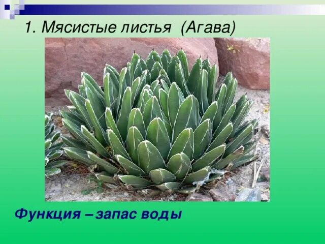 Сочные листья примеры растений Растения и их видоизменения