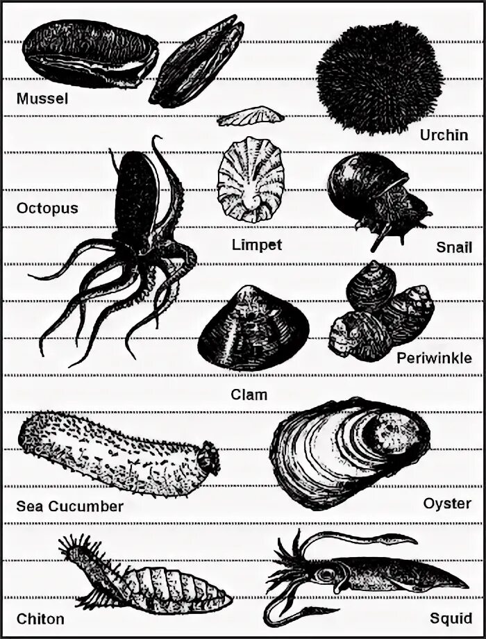 File:Sigmurethra various examples 1.jpg - Wikipedia