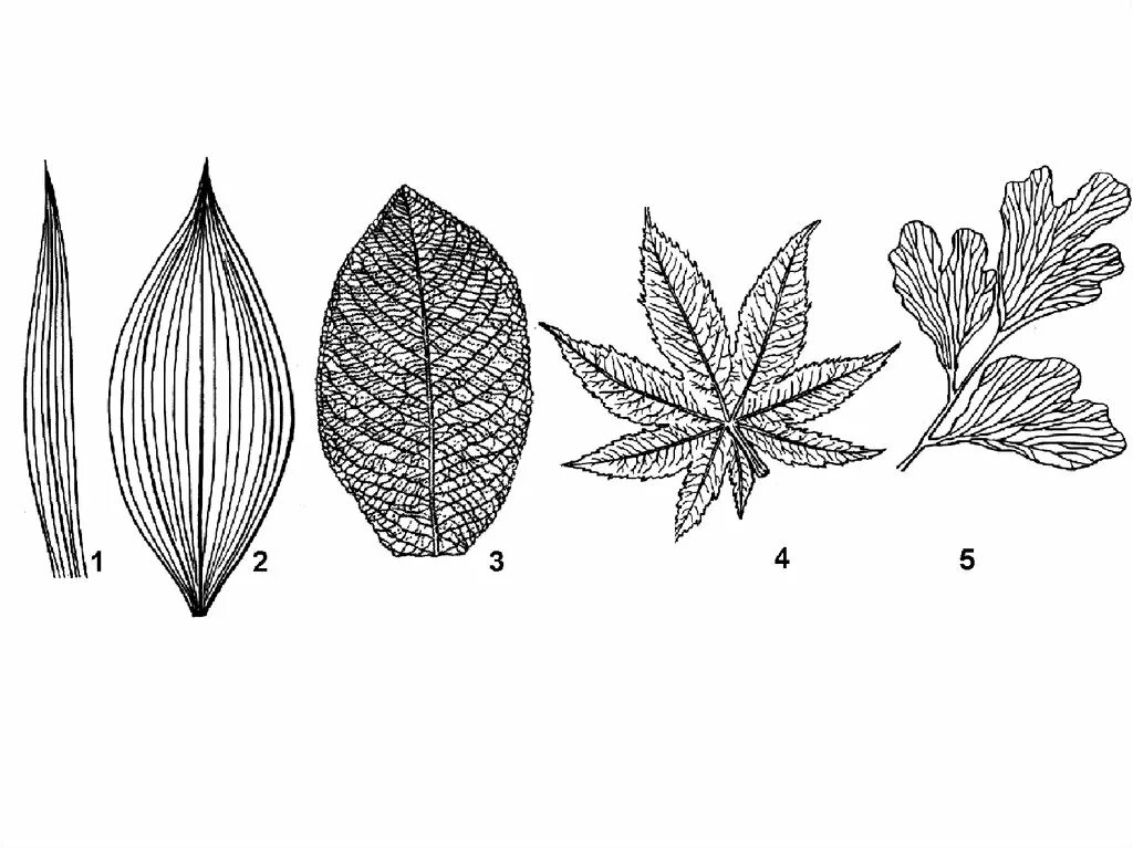 Линейная форма листа. Жилкование листа ивы. Типы жилкования листовой пластинки листовой. Перисто сетчатое жилкование листьев.