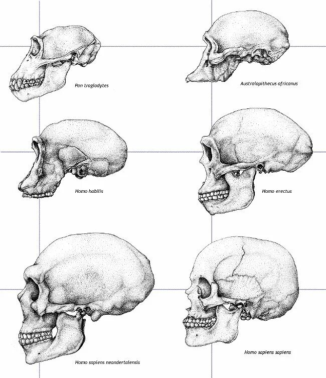 Эволюция размера мозга. Антропогенез черепа. Антропогенез черепа человека. Строение черепа человека Антропогенез. Эволюция черепа Антропогенез.