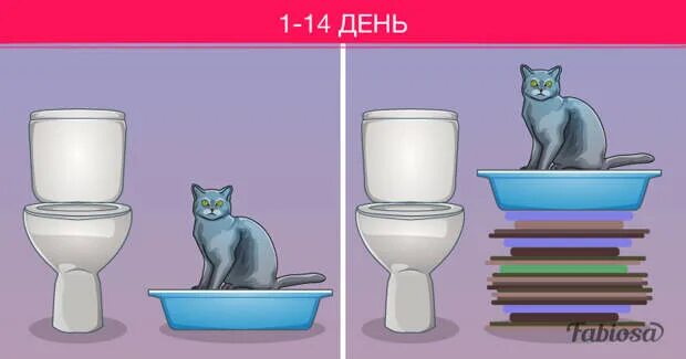 Как можно приучить кошку. Приучение кота к унитазу. как приучить кошку к унитазу. приучить котенка к унитазу быстро. инструкция приучения кота к унитазу.