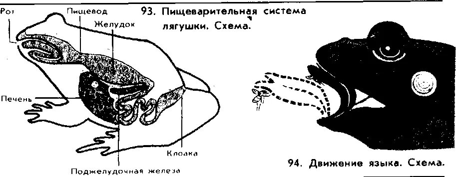 Система пищеварительной системы лягушки. Схема пищеварительной системы лягушки. Пищеварительная система земноводных лягушек. Пищеварительная система земноводных схема.