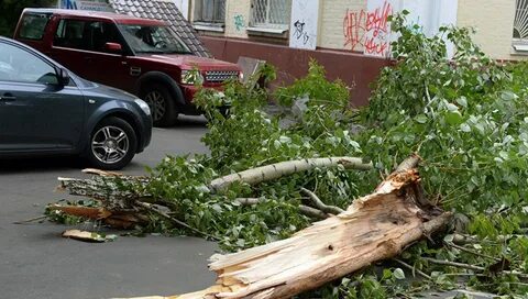 Упавшее дерево москва