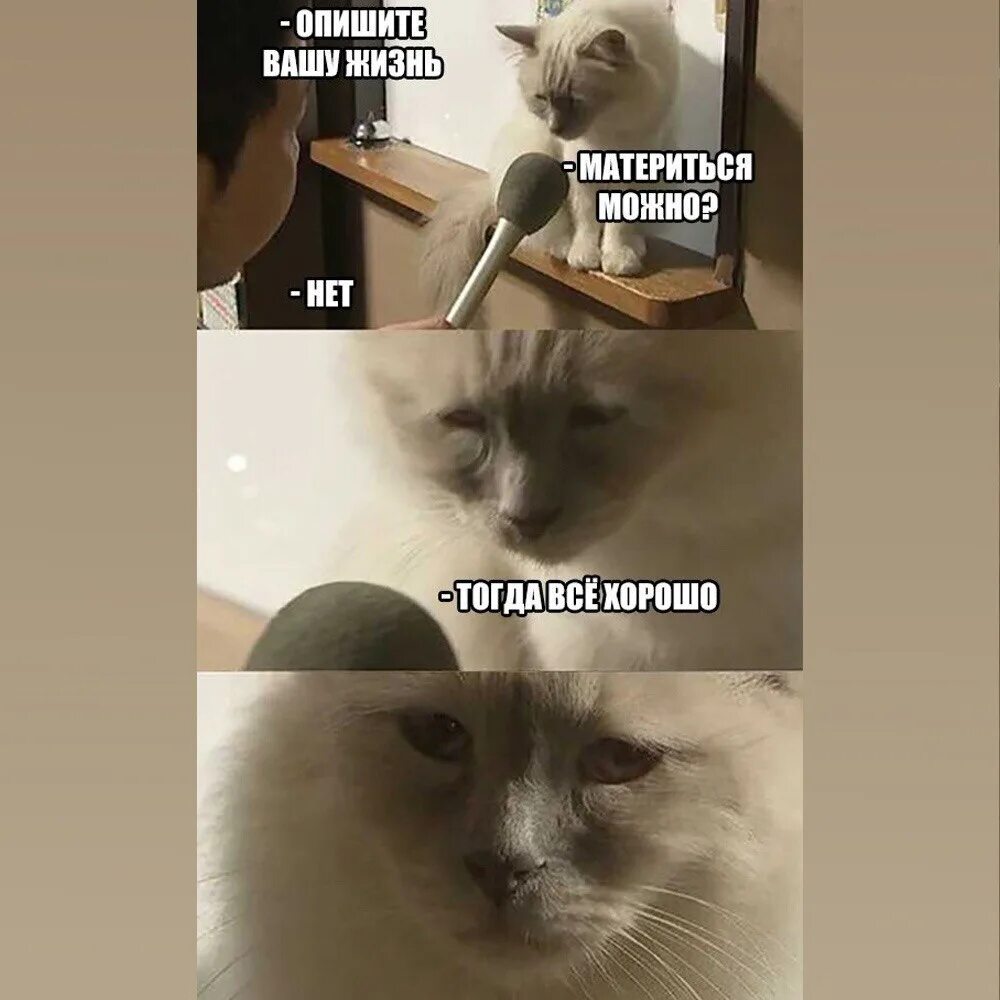 Люди думают что будут счастливы если переедут в другое место. Мемы с котиками. Ампылда. Куда вы поедете. Куда вы поедете.