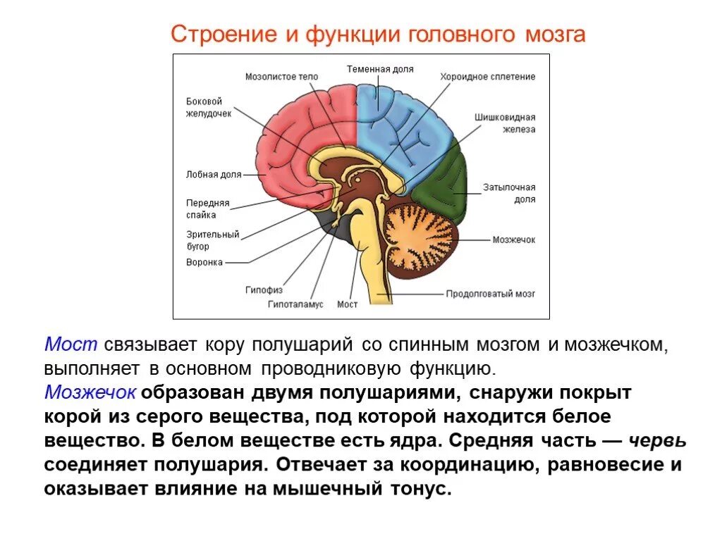 Мозг выполняет проводниковую функцию. Функции промежуточного мозга и мозжечка. строение задних отделов головного мозга» промежуточный мозг. строение головного мозга продолговатый мост мозжечок. функции височной доли головного мозга.