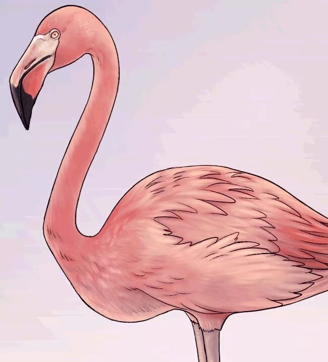 Фламинго легко. Какинарисовать Фламинго. Фламинго рисунок. Фламинго рисунок карандашом. Розовый Фламинго рисунок.