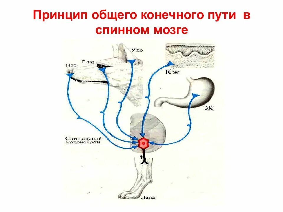 Рефлекторная деятельность нервной системы 8 класс. Принцип общего конечного пути Шеррингтона. Принцип общего конечного пути в спинном мозге. Общий конечный путь в спинном мозге. Общий конечный путь в физиологии.