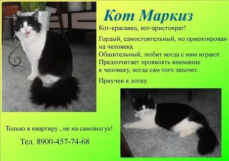 Как стать маркизом