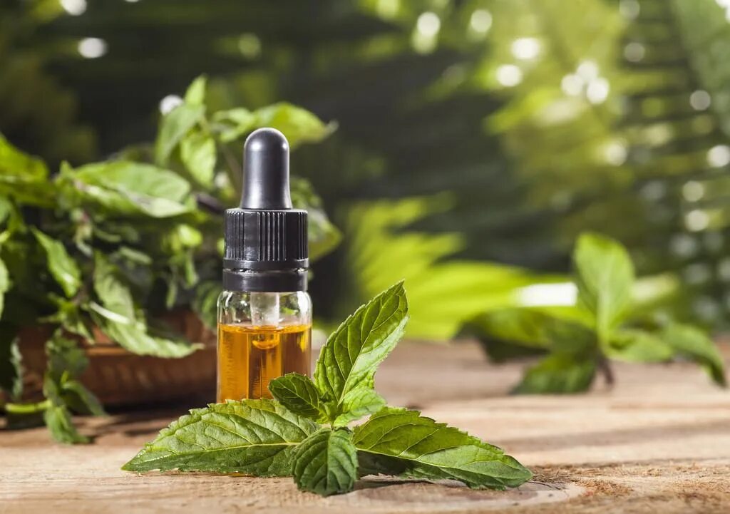 Мята перечная масло. Mint oil. Перечная мята экстракт. Mint oil. Экстракт ментола.