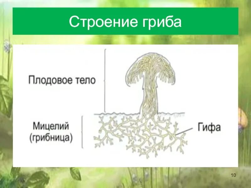 Лишайники плодовое тело. Строение грибов биология. Строение гриба. Строение гриба биология. Строение грибницы.