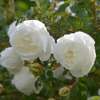Double white
