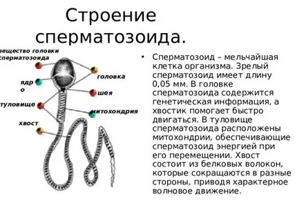 Что такое спермии