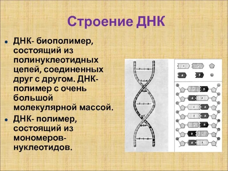 Состоит из двух цепочек