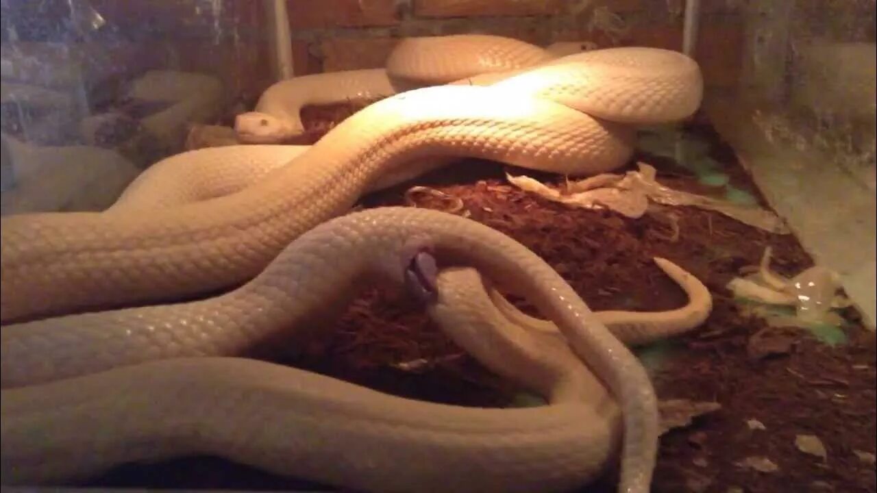 Texas Hill Country snakes texas hill country Snake, Beautiful snakes, Reptiles a