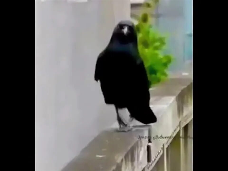 Серая ворона лапы. Походка вороны. Походка вороны. Походка вороны. Походка вороны.