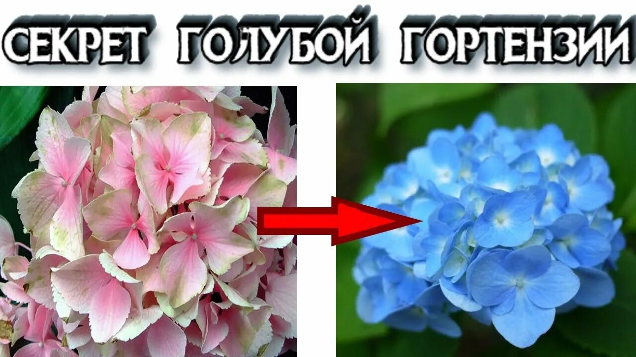 Можно изменить цвет гортензии. Для изменения цвета гортензии.