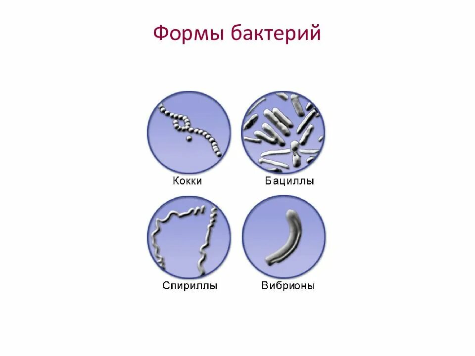 Установите соответствие виды бактерий
