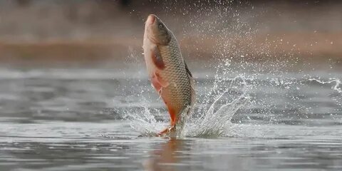 Cause fish