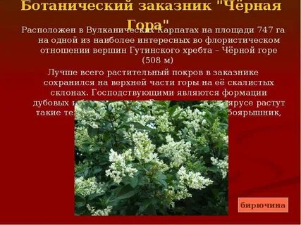Ботанический заказник