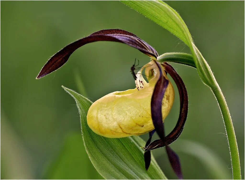 Жизнь похож на цветок. Орхидея Венерин башмачок. Северная Орхидея Венерин башмачок. Венерин башмачок и насекомые. Венерин башмачок желтый.