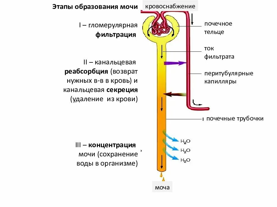 Последовательность процессов образование мочи. Механизм образования мочи фильтрация реабсорбция секреция. фильтрация секреция и реабсорбция физиология почек. схема мочеобразования фильтрация реабсорбция и секреция. фильтрация в почках схема.