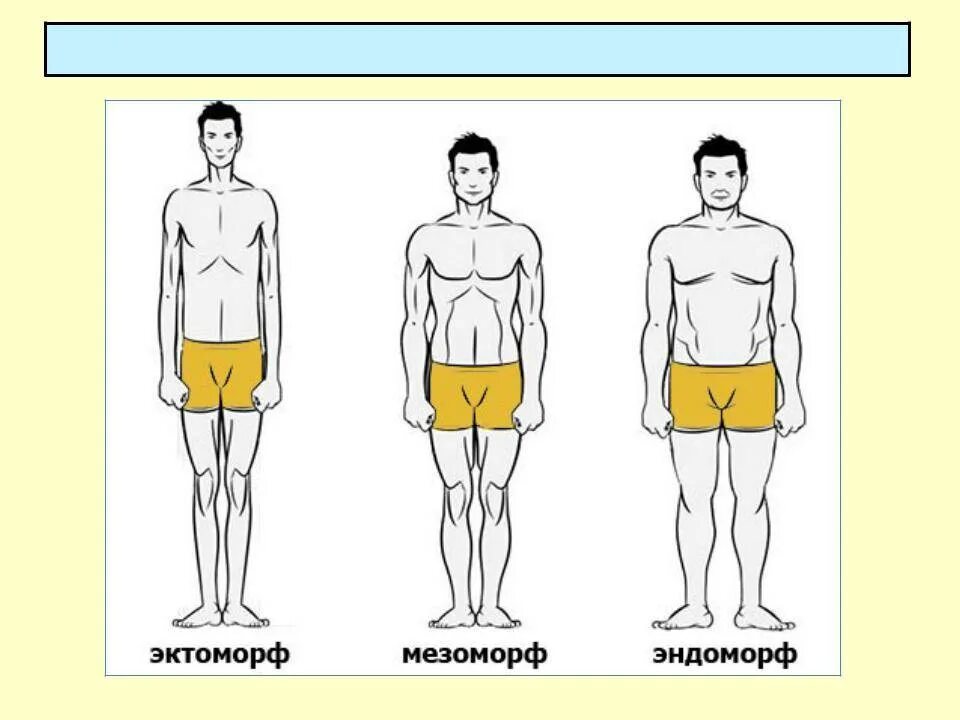Как отличить мужское. Типы телосложения эктоморф мезоморф эндоморф. Типы телосложения у мужчин эктоморф мезоморф эндоморф. Строение тела мезоморф эктоморф. Мезоморф долихоморфный брахиморфный.