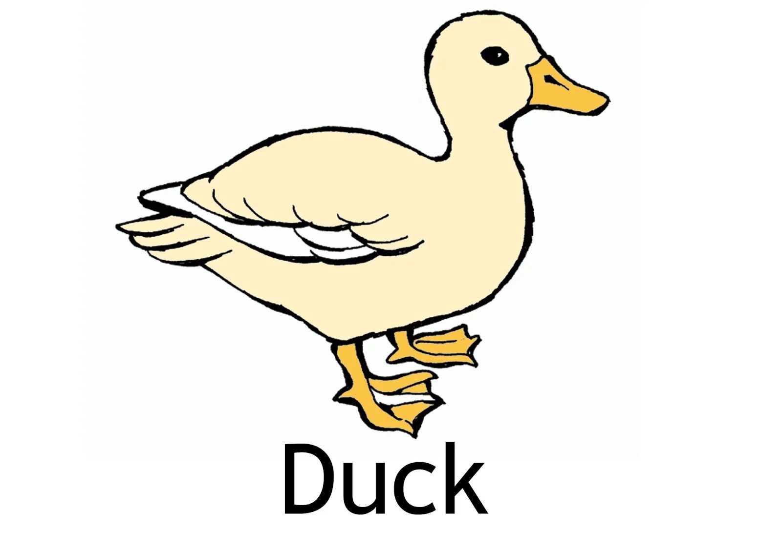 Слово duck. Карточка утка. Утка на английском. Карточки по английскому языку утка. Duck карточка на английском.