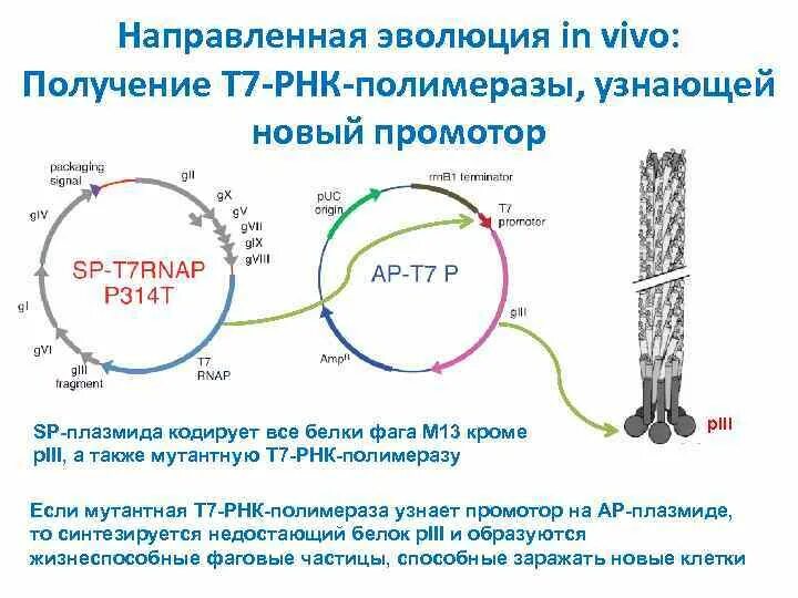 Промотор РНК полимеразы. Активация РНК полимеразы. ДНК полимераза генная инженерия. РНК полимераза узнает промотор.