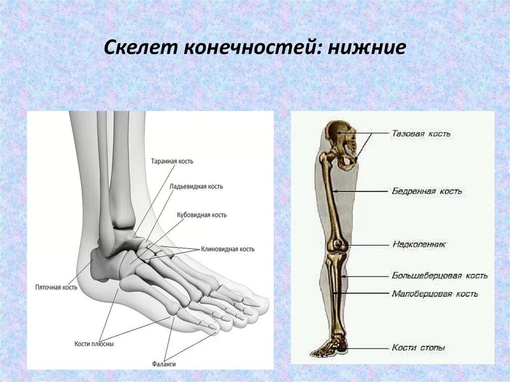 Строение ноги человека кости. Лучевая кость нижней конечности. Строение нижних конечностей человека анатомия. Кости нижней конечности анатомия.