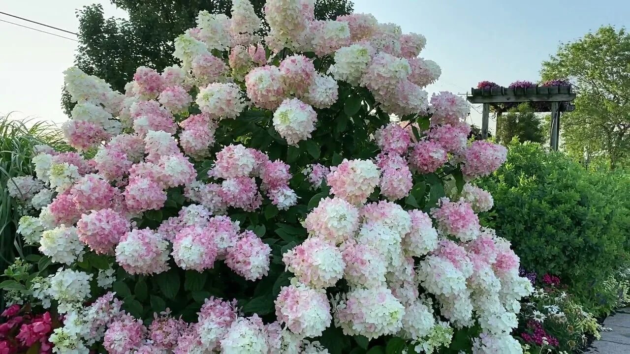 See this Instagram photo by @monroviaplants * 682 likes Reblooming hydrangeas, F