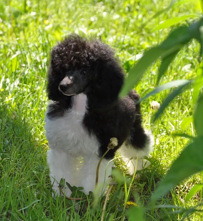 королевский пудель. пудель 4 буквы. пудель 4 буквы. пудель черно коричневый. пудель 4 буквы.