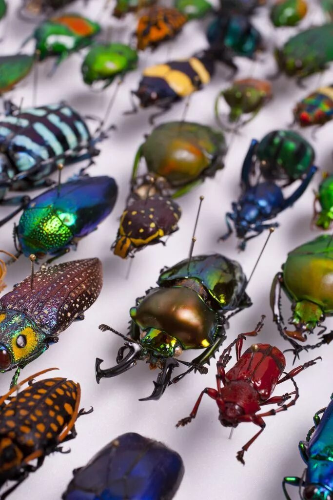 Разноцветные жуки и бабочки. Насекомые. Насекомые много. Цветные жуки. Несколько насекомых.
