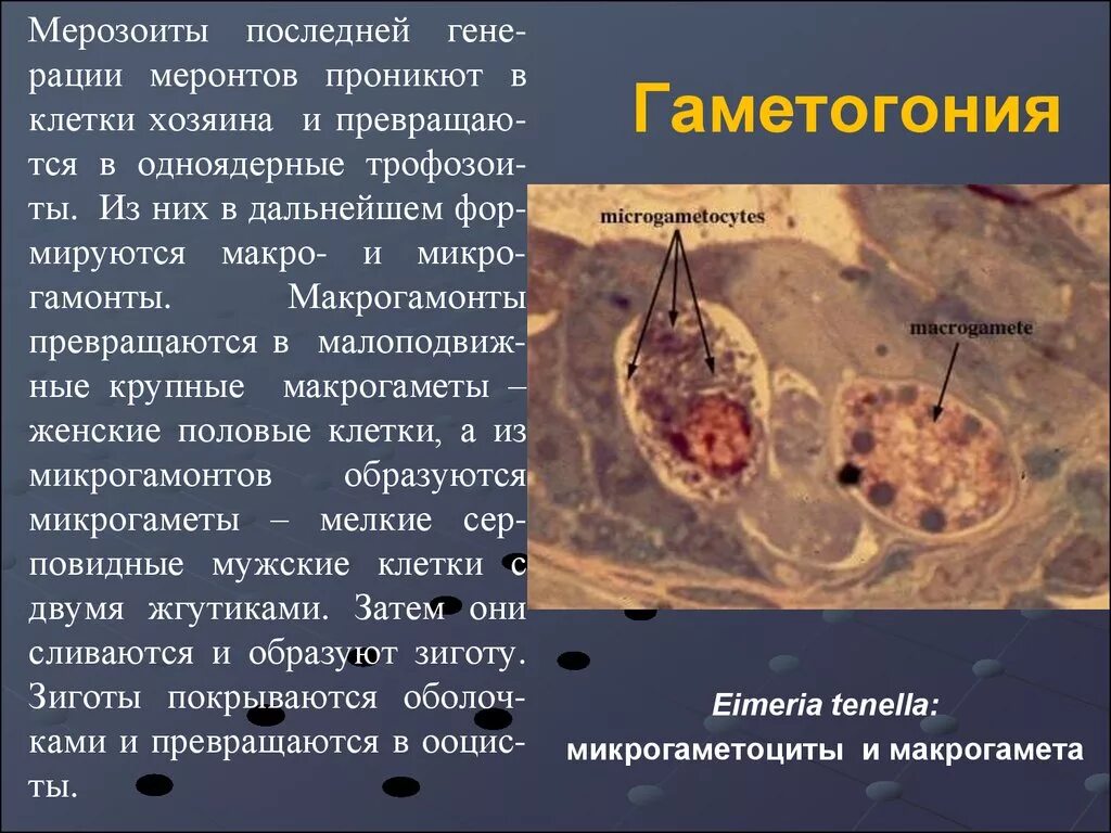 Малярийный плазмодий шизогония мерозоиты. Макро и микрогаметоциты. Кокцидия гаметогония. Жизненный цикл кокцидии. Микрогаметоцит это