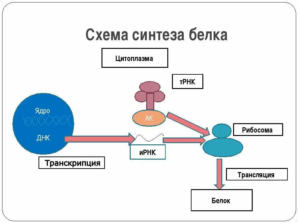 Опишите синтез белка. Процесс синтеза белка на рибосоме схема. Этапы синтеза белка схема. Схема биосинтеза белка на рибосоме.